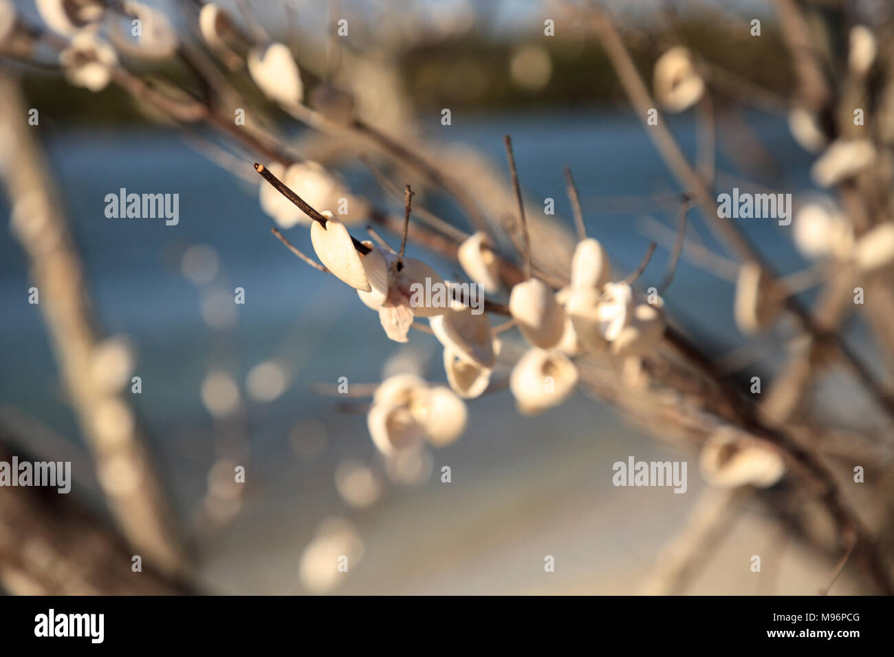 Seashells on driftwood over white sand beach of Delnor-Wiggins Pass State Park with a blue sky above in Naples, Florida. Stock Photo