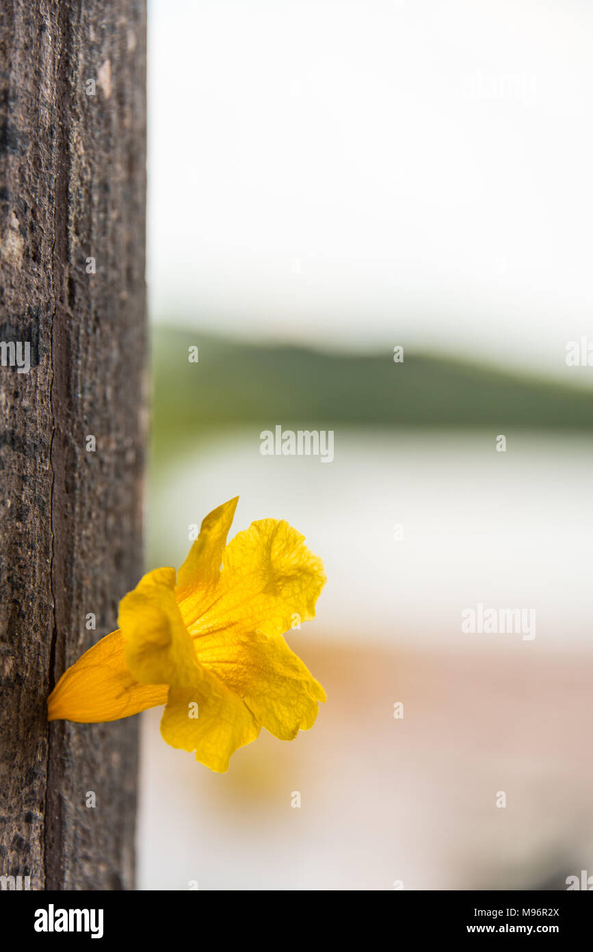 Yellow Trumpet Flower In Tree Trunk Stock Photo