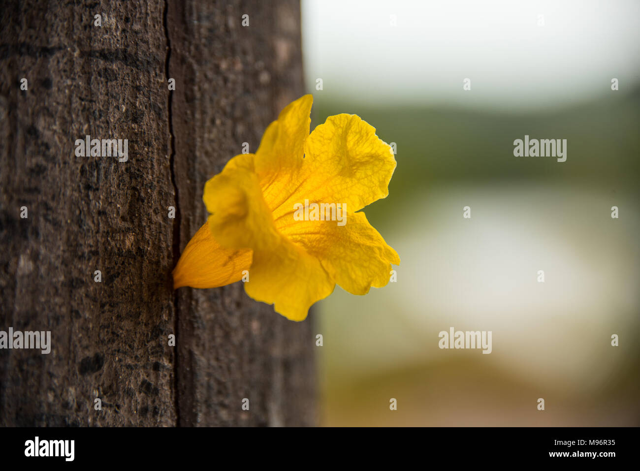 Yellow Trumpet Flower In Tree Trunk Stock Photo Alamy