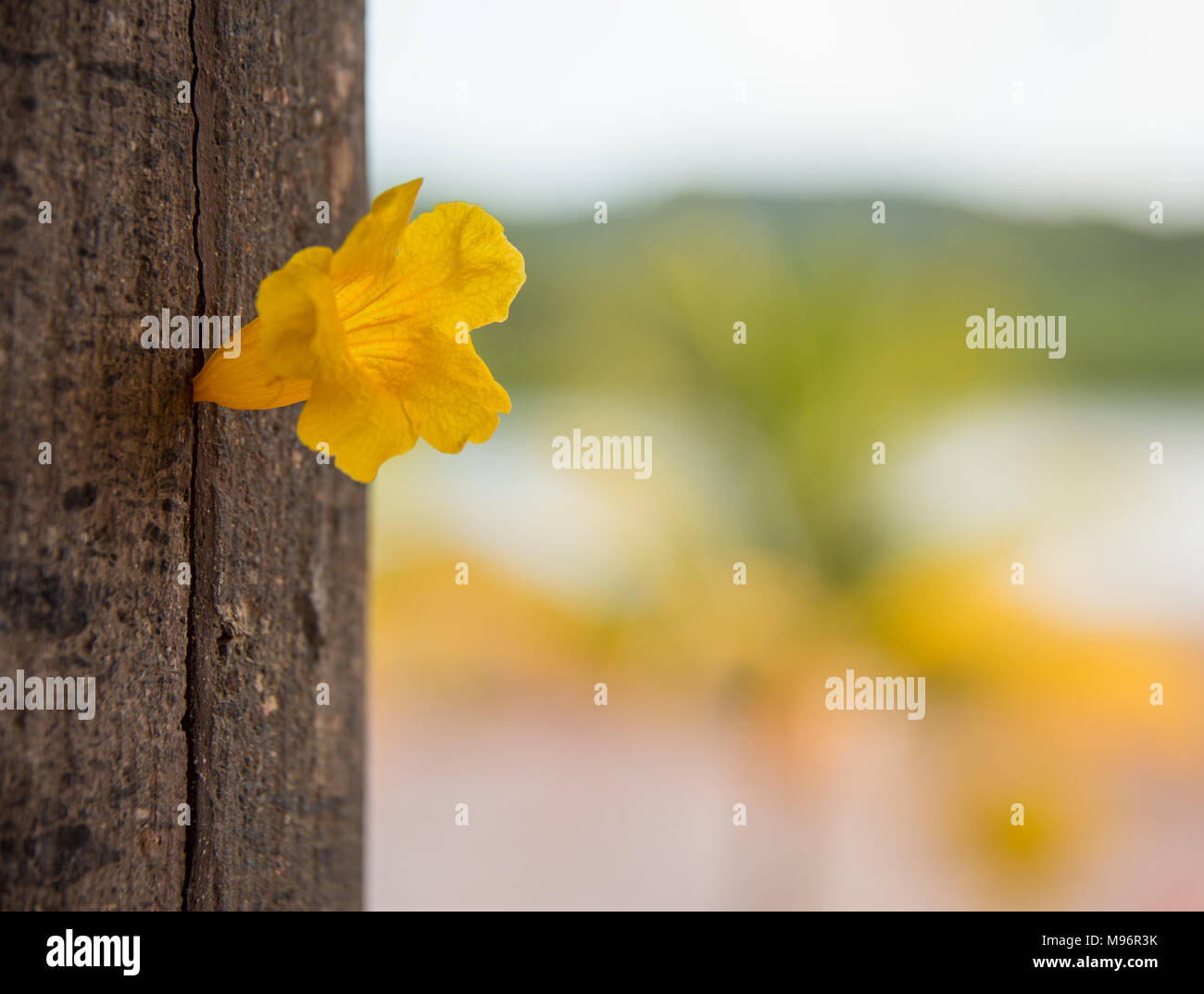 Yellow Trumpet Flower In Tree Trunk Stock Photo