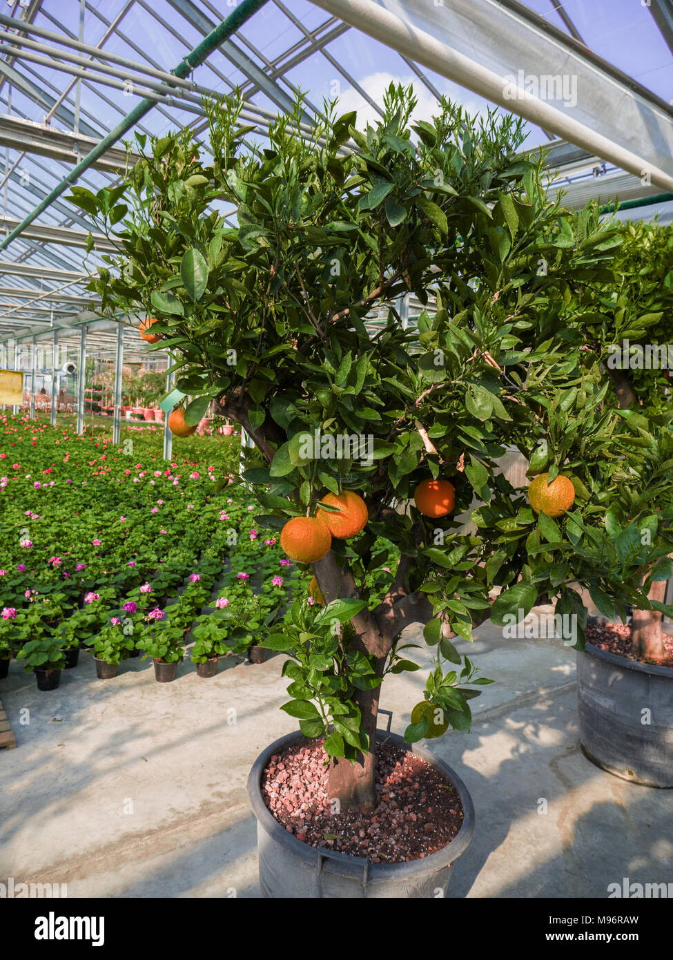 orange tree laden with fruits in a greenhouse with flower pots Stock
