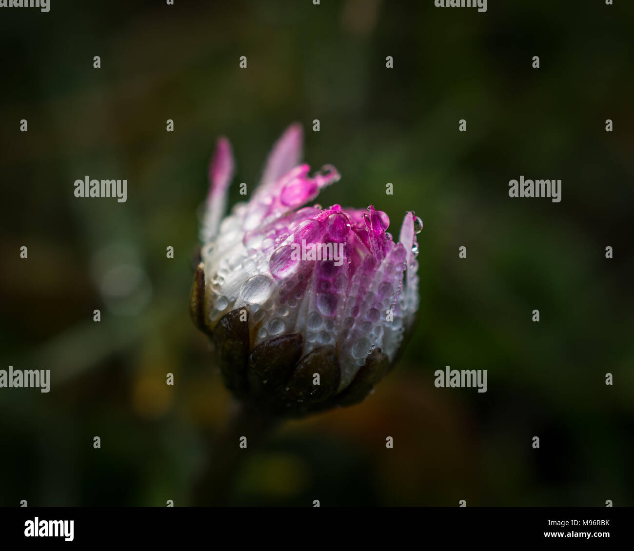 Daisy covered in water droplets. Stock Photo
