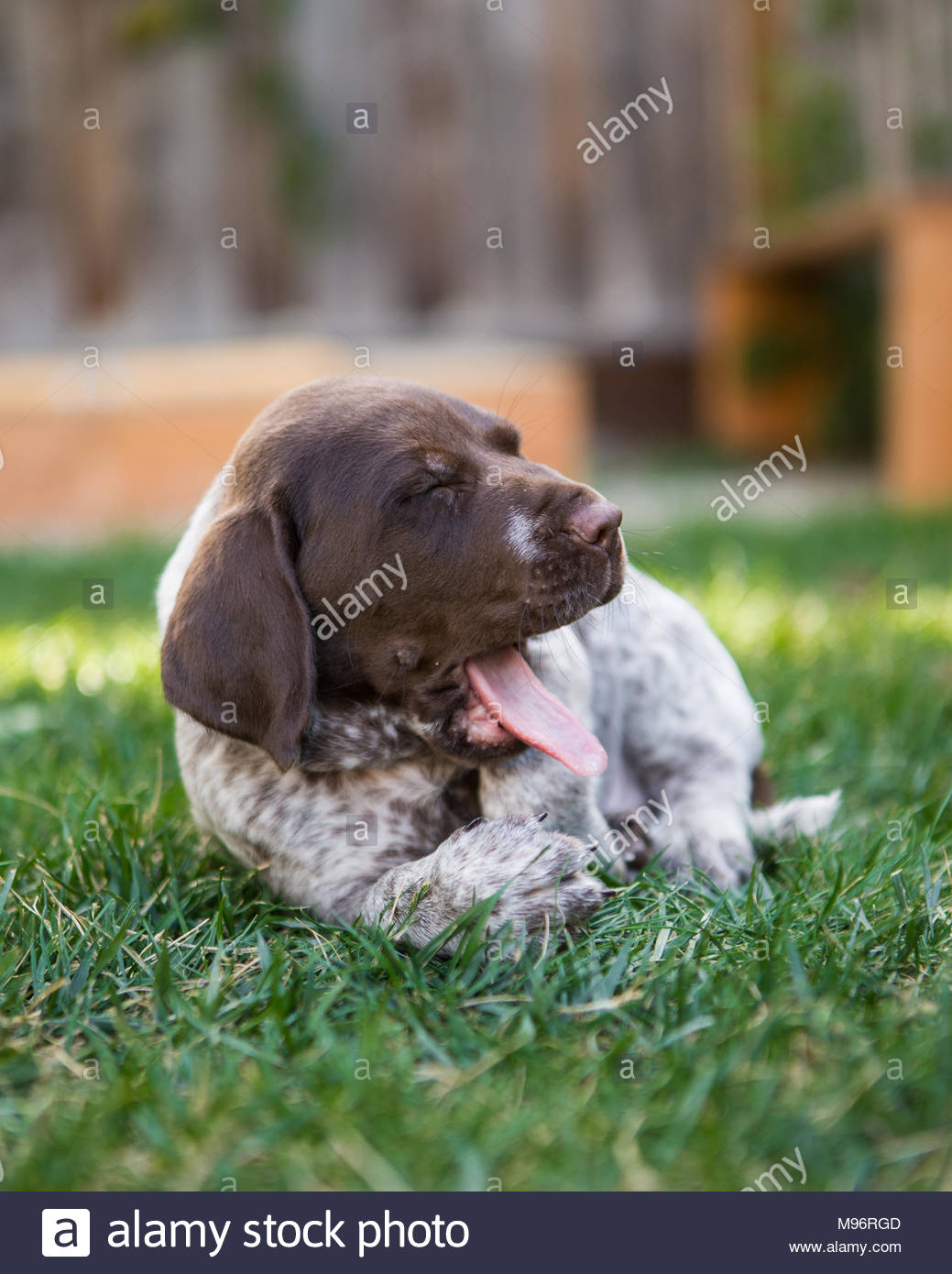 German Shorthaired Pointer Puppy Lying On Grass Yawning And Seen
