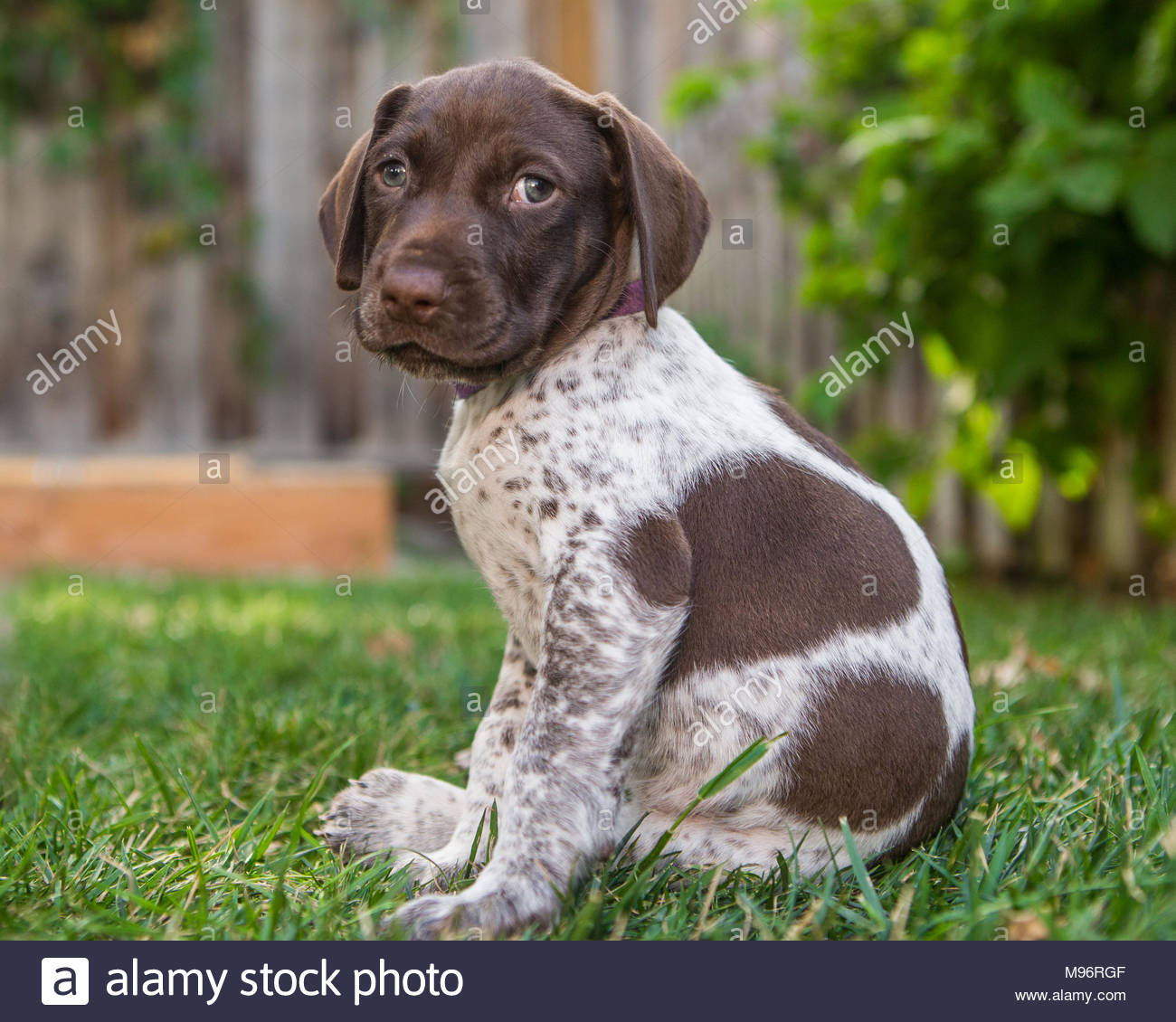 Tiny German Shorthaired Pointer Puppy Looking At Camera Sitting On