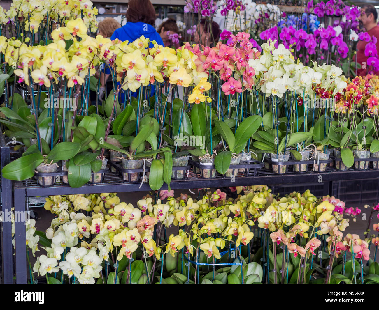 Many different kinds of flowering selling at the Flower Market of Los