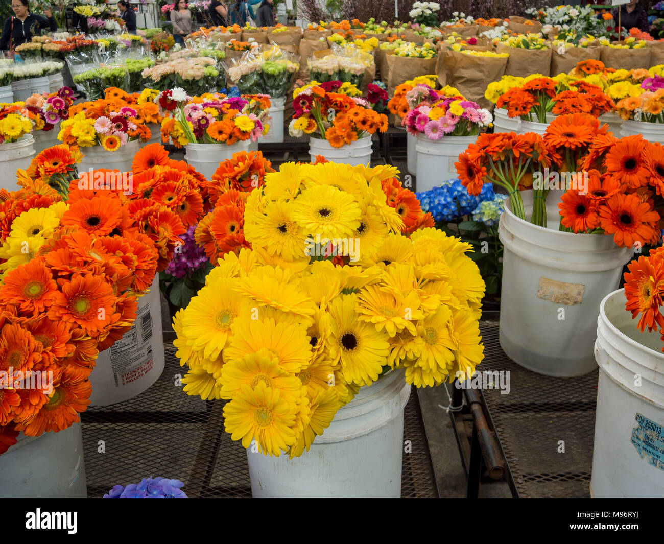 Many different kinds of flowering selling at the Flower Market of Los