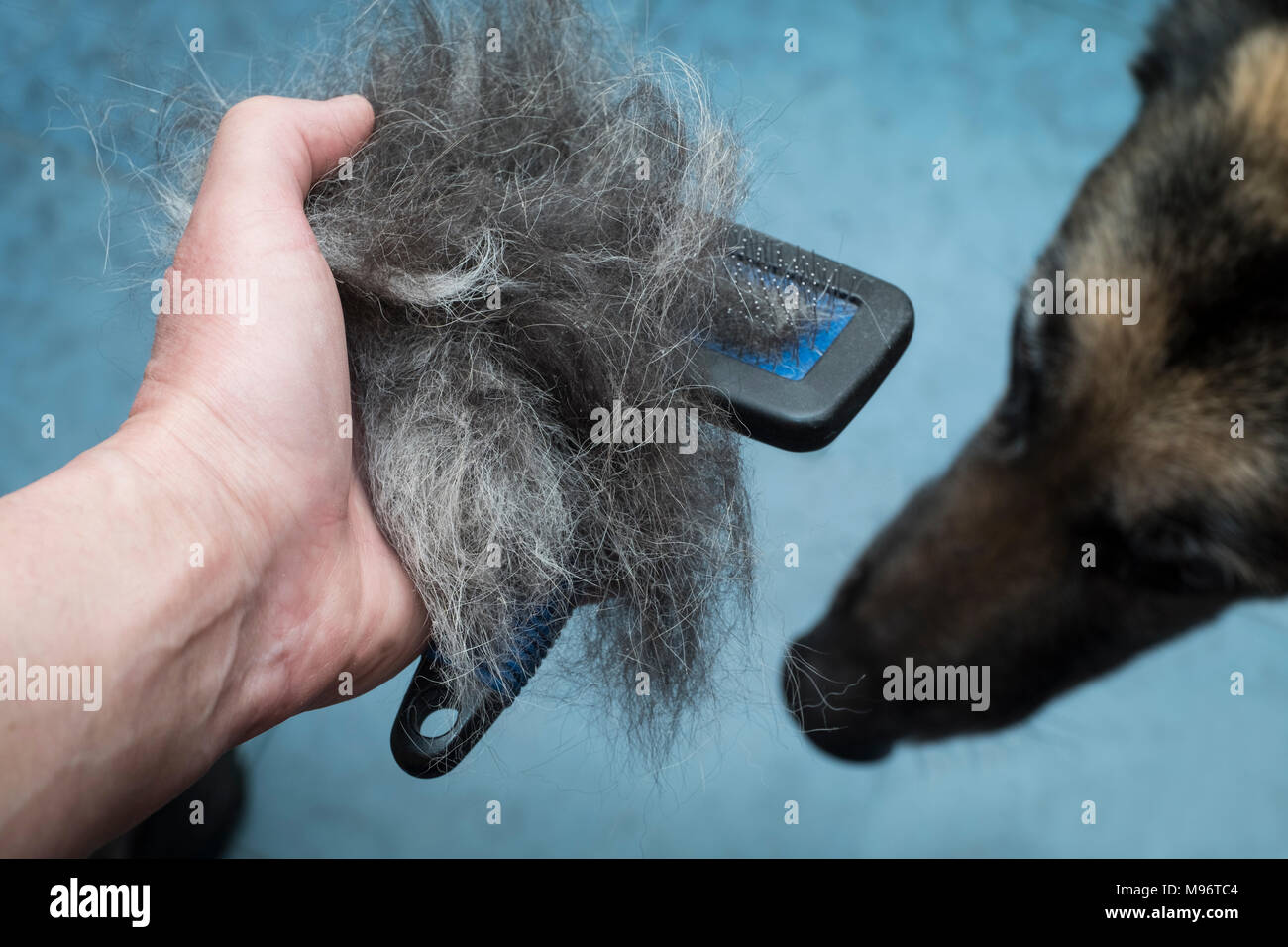 Male hand with pet comb full of dog hair, a dog head in the blurred