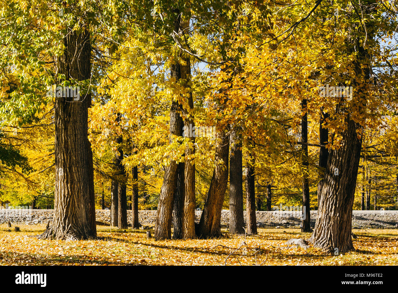 Poplar grove. Forest of trees with yellow leaves in autumn Stock Photo -  Alamy, image size:1300x956