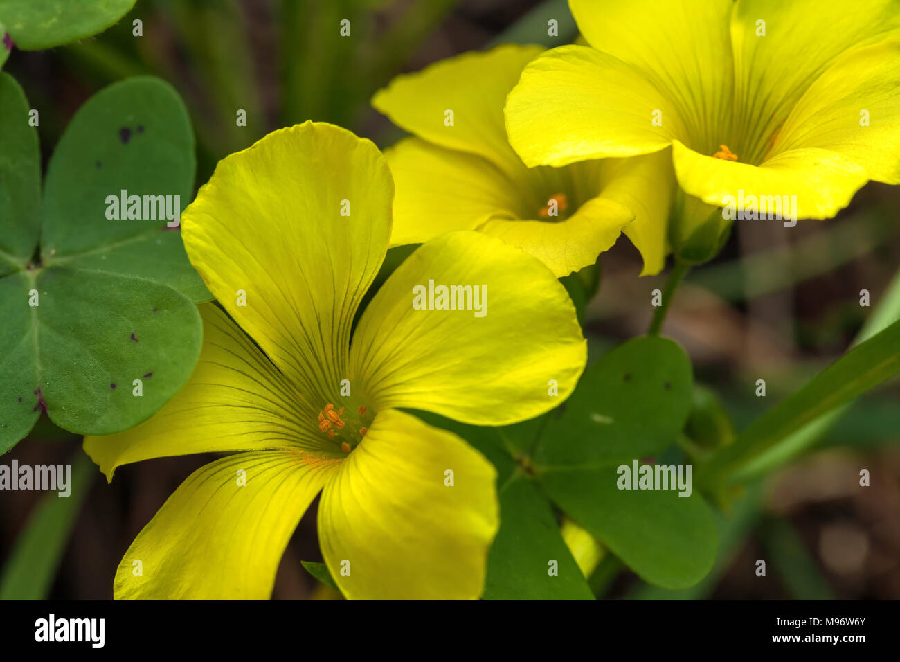 Bermuda buttercup flowers (Oxalis pes-caprae) bloom in early spring in Point Lobos Natural State Reserve, Carmel, California, United States. Stock Photo