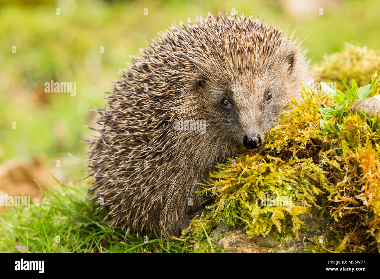 Hedgehog, wild, native, European hedgehog on green moss with blurred background.  Erinaceus europaeus.  Landscape. Stock Photo