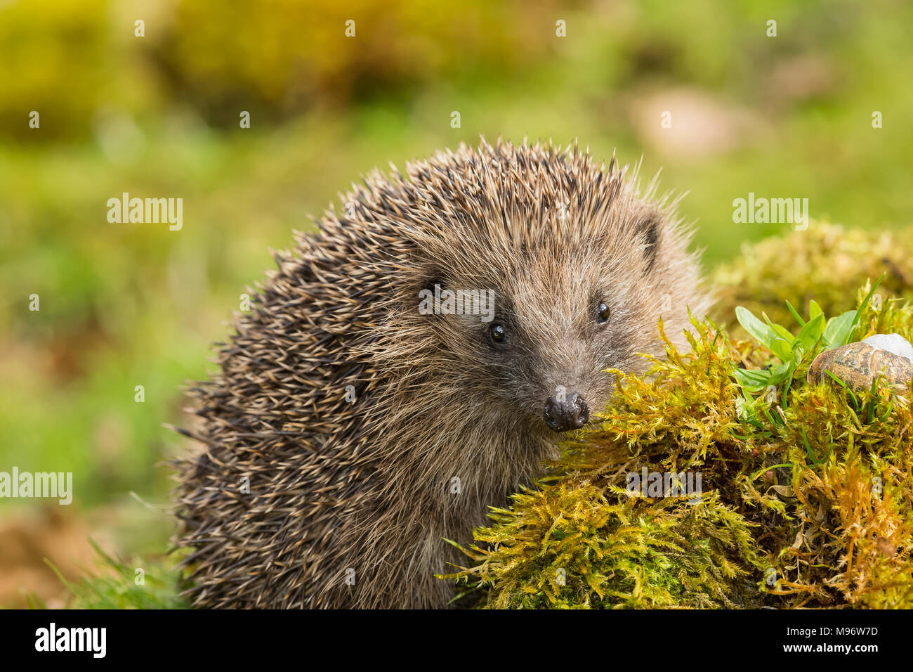 Hedgehog, wild, native, European hedgehog on green moss with blurred background.  Erinaceus europaeus.  Landscape. Stock Photo