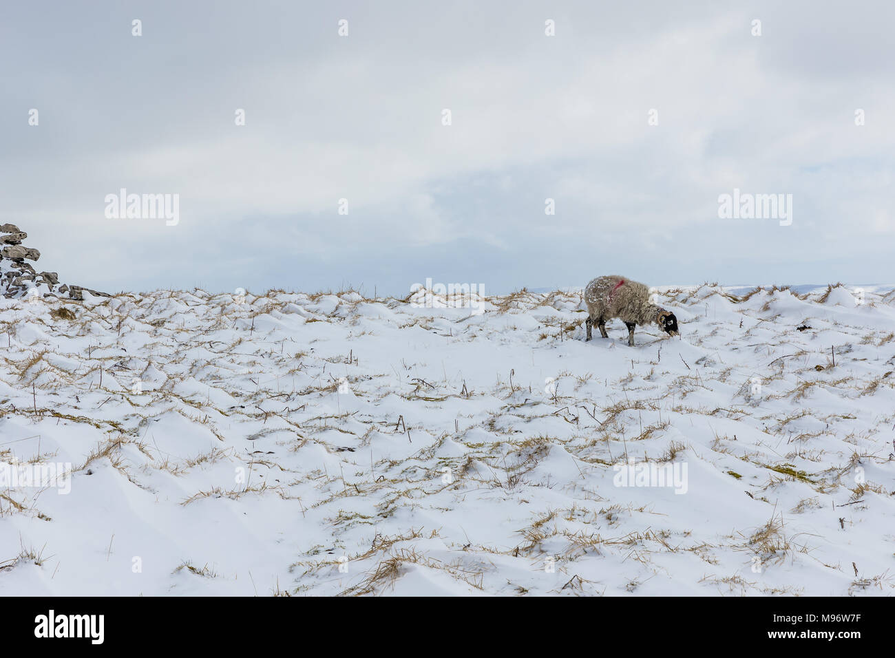 Solitary Swaledale Sheep in the Yorkshire Dales, England, UK during winter.  Snowy, minimalistic winter scene.  Landscape. Copy space Stock Photo