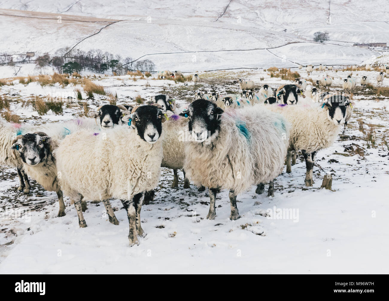 Swaledale Sheep in the Yorkshire Dales, England, UK during winter.  Snowy, winter scene.  Pretty ewes with eartags. Landscape Stock Photo