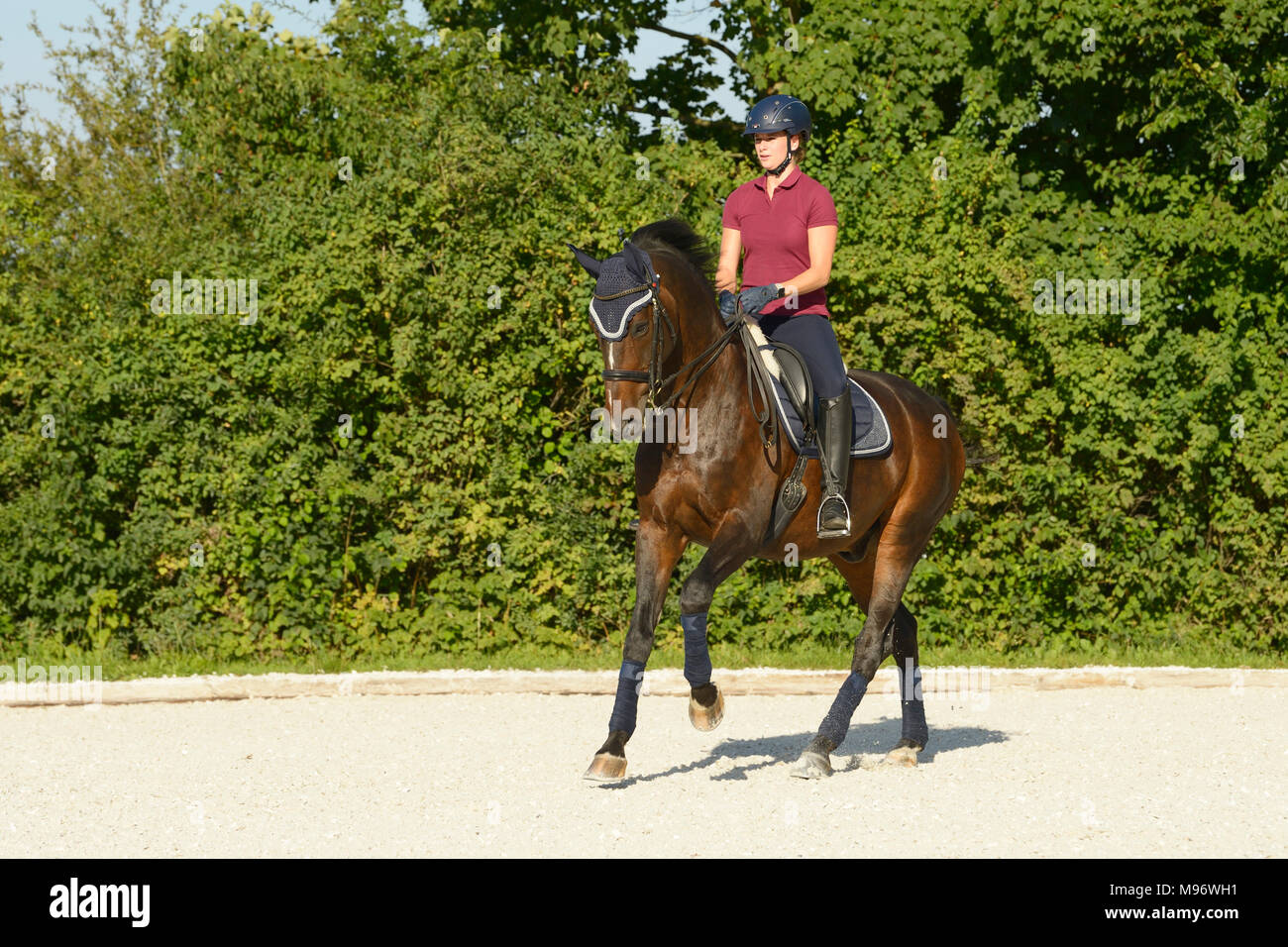 Dressage riding canter Stock Photo Alamy