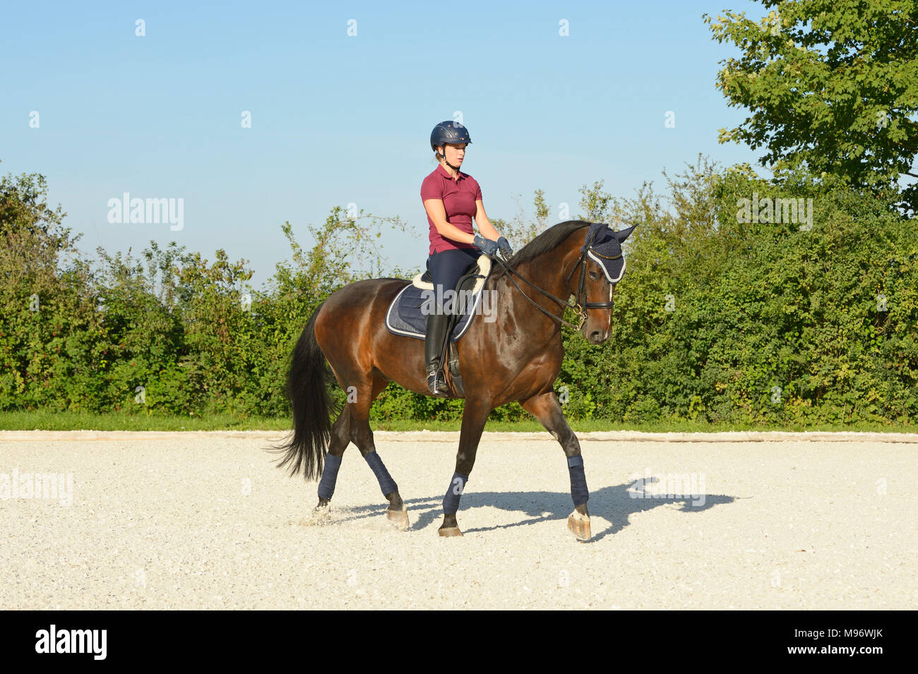 Dressage riding trot Stock Photo - Alamy
