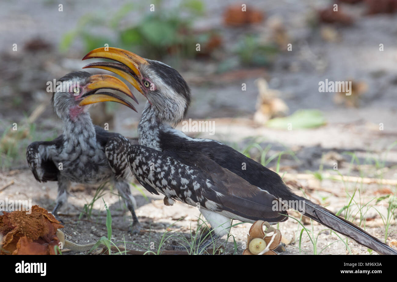Southern Yellow-billed Hornbill Stock Photo