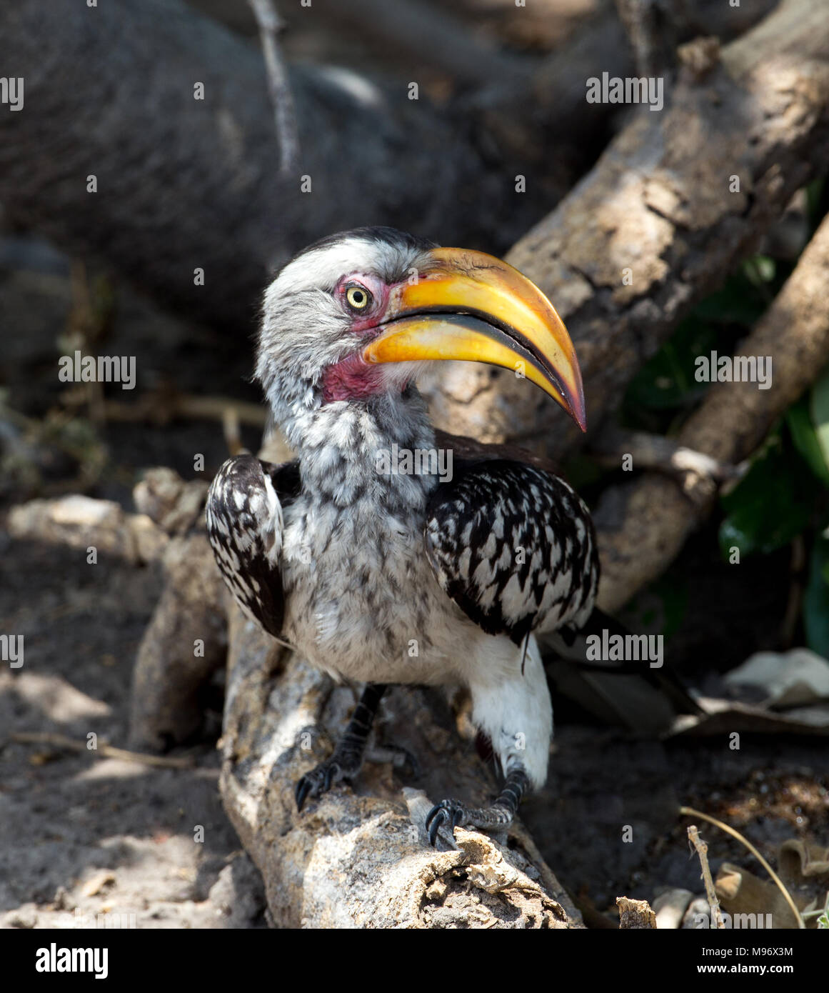 Southern Yellow-billed Hornbill Stock Photo