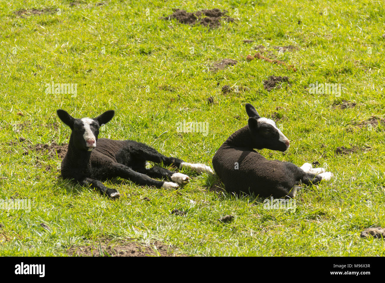 Zwartble lambs in a field in north-west England. Zwartbles originated as a sheep breed in the Friesland region of the Netherlands. Stock Photo