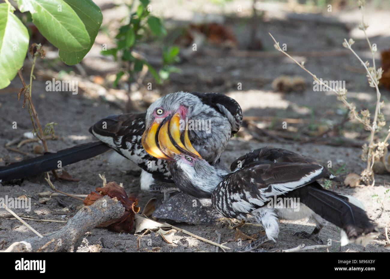 Southern Yellow-billed Hornbill Stock Photo