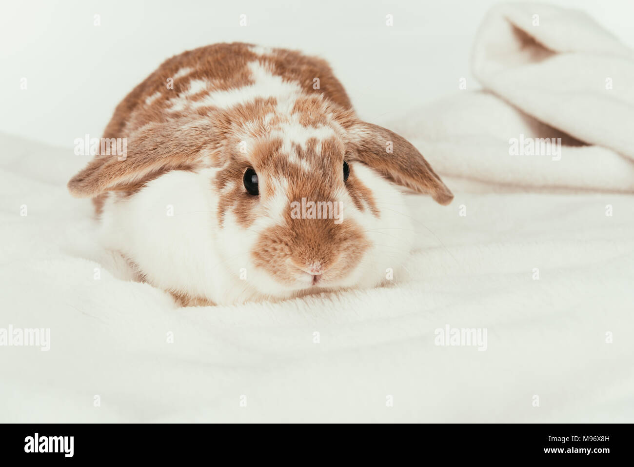 domestic rabbit lying on blanket isolated on white Stock Photo - Alamy