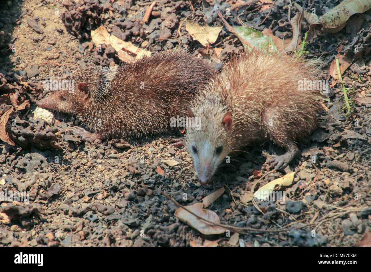 Malagasy giant jumping rat (Hypogeomys antimena). It is omnivorous, but forages on the forest floor mainly for fruit, nuts, seeds, and leaves. It is e Stock Photo