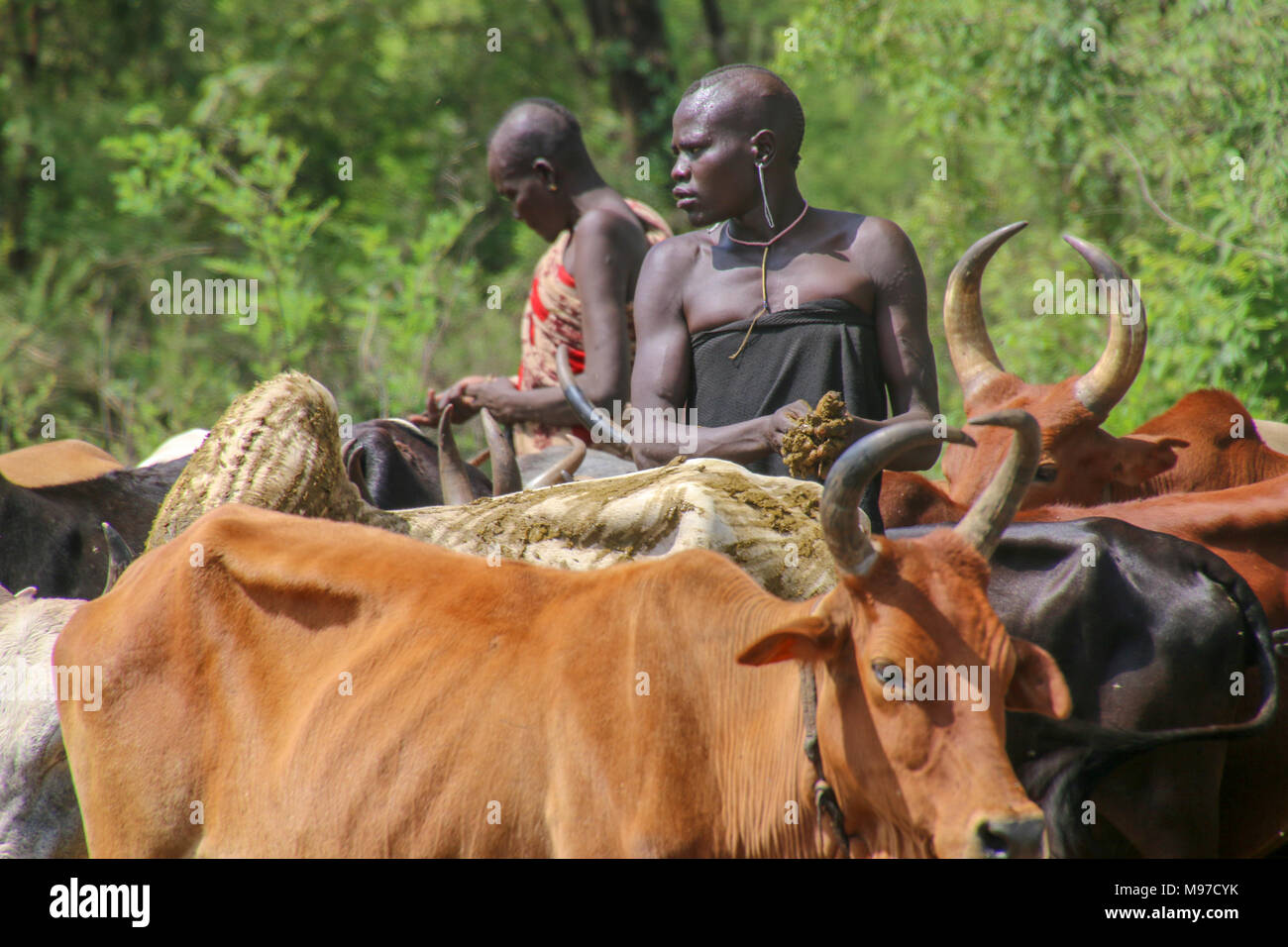 Mursi tribeswomen herding cattle Africa, Ethiopia, Debub Omo Zone, Mursi tribe is a nomadic cattle herder ethnic group located in Southern Ethiopia, c Stock Photo