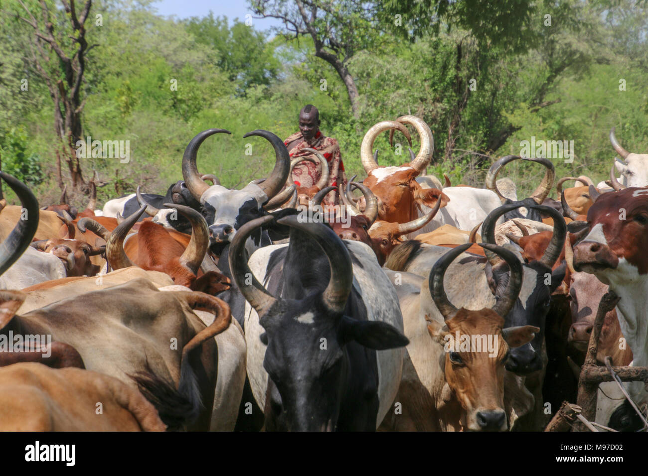 Mursi tribeswomen herding cattle Africa, Ethiopia, Debub Omo Zone, Mursi tribe is a nomadic cattle herder ethnic group located in Southern Ethiopia, c Stock Photo