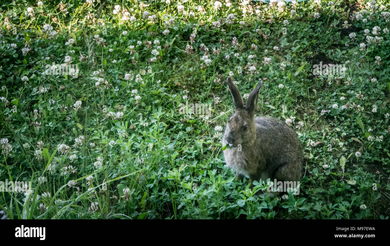 Snowshoe hare in spring, eating in a clover meadow (British Columbia, Canada) Stock Photo