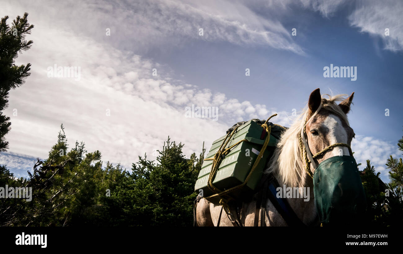 Beautiful strawberry roan pack horse with mouth bucket with blue sky in background (British Columbia, Canada) Stock Photo