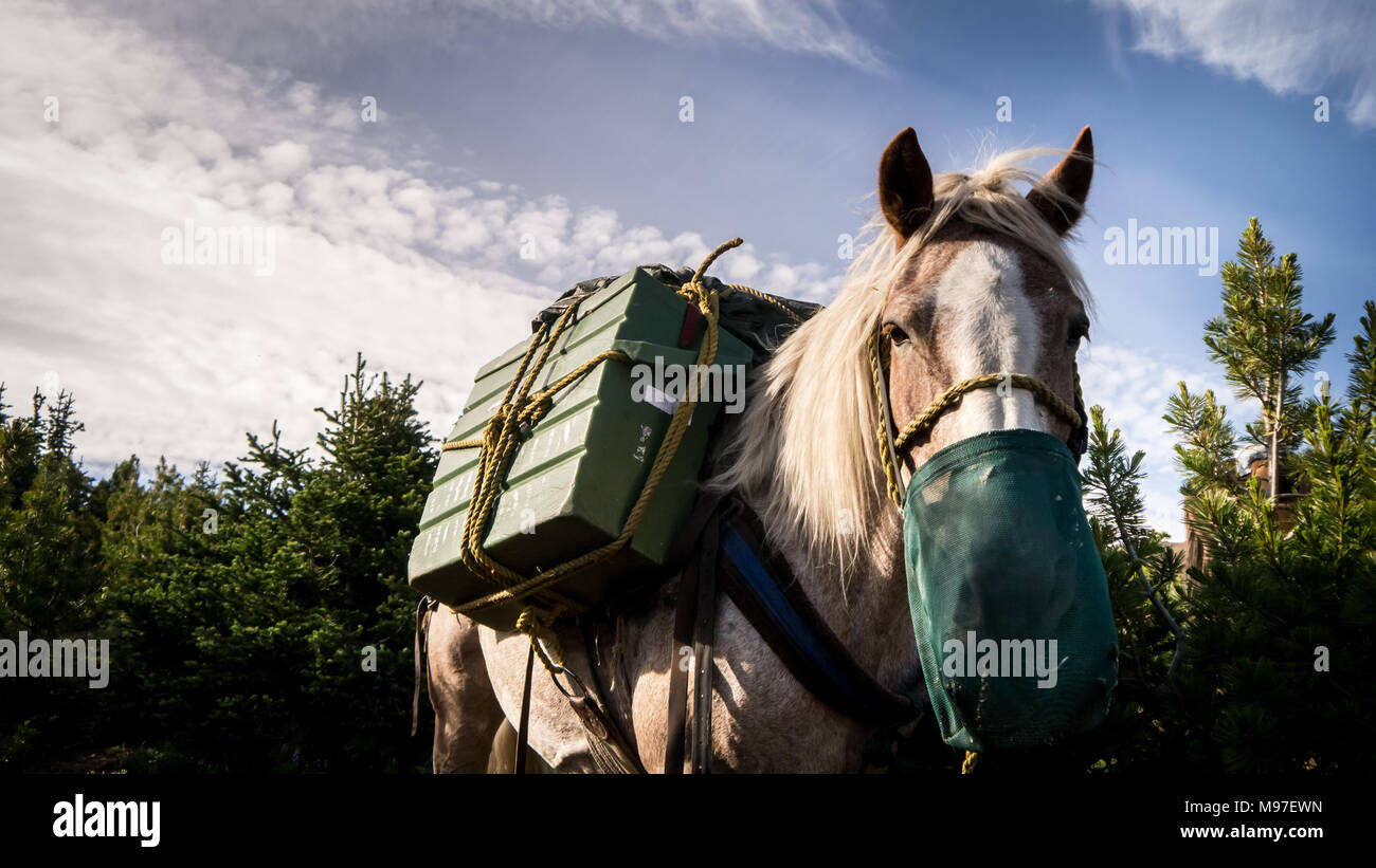Beautiful strawberry roan pack horse with mouth bucket, close up with blue sky in background (British Columbia, Canada) Stock Photo