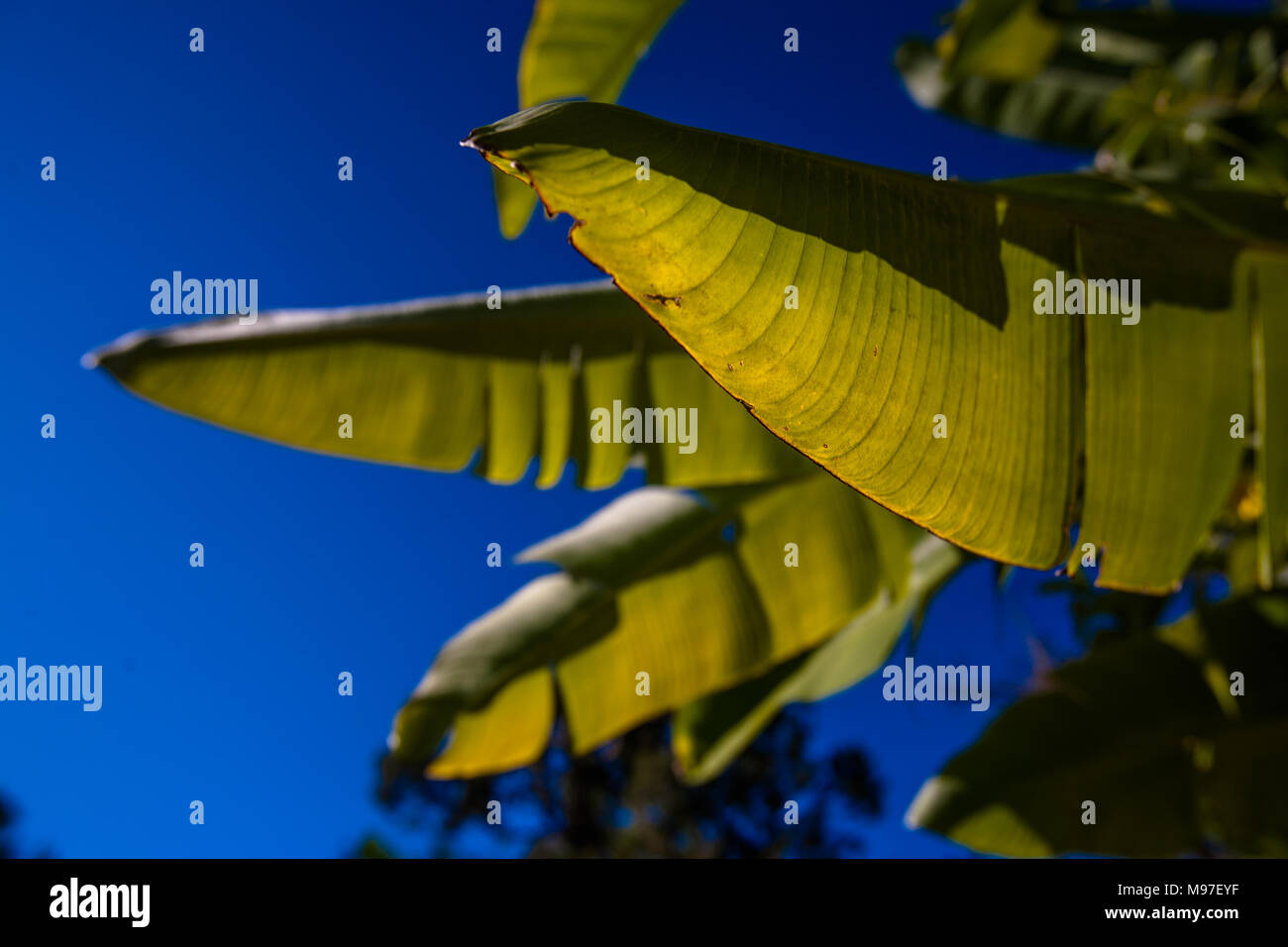 A banana tree and its fronds in close-up in a rainforest in Jamaica, Caribbean islands. Stock Photo