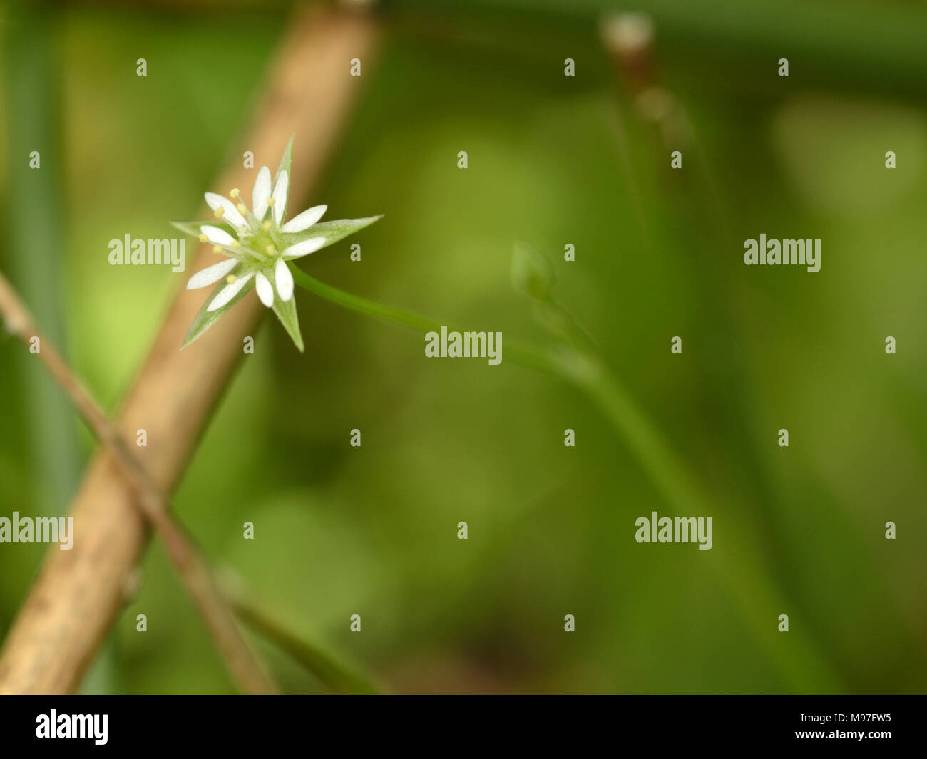 Bog Stitchwort, Stellaria alsine Stock Photo