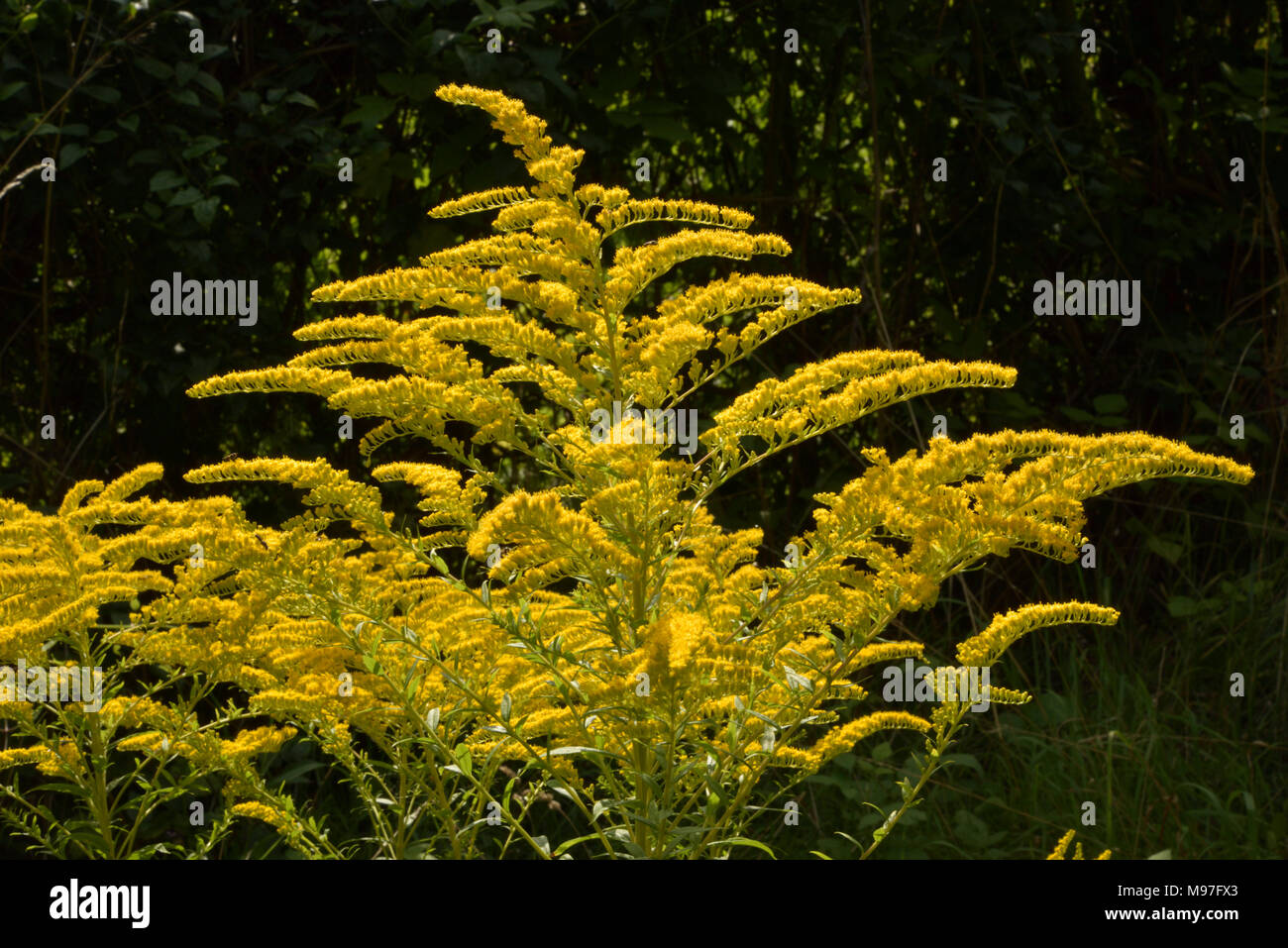 Canadian Goldenrod, Solidago canadensis Stock Photo