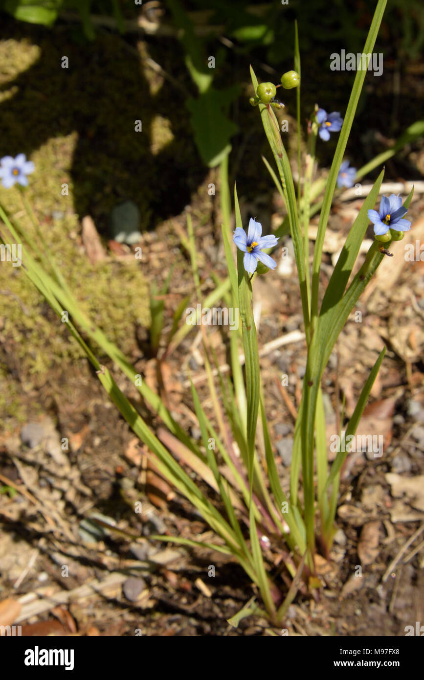 Blue-eyed-grass, Sisyrinchium bermudiana Stock Photo