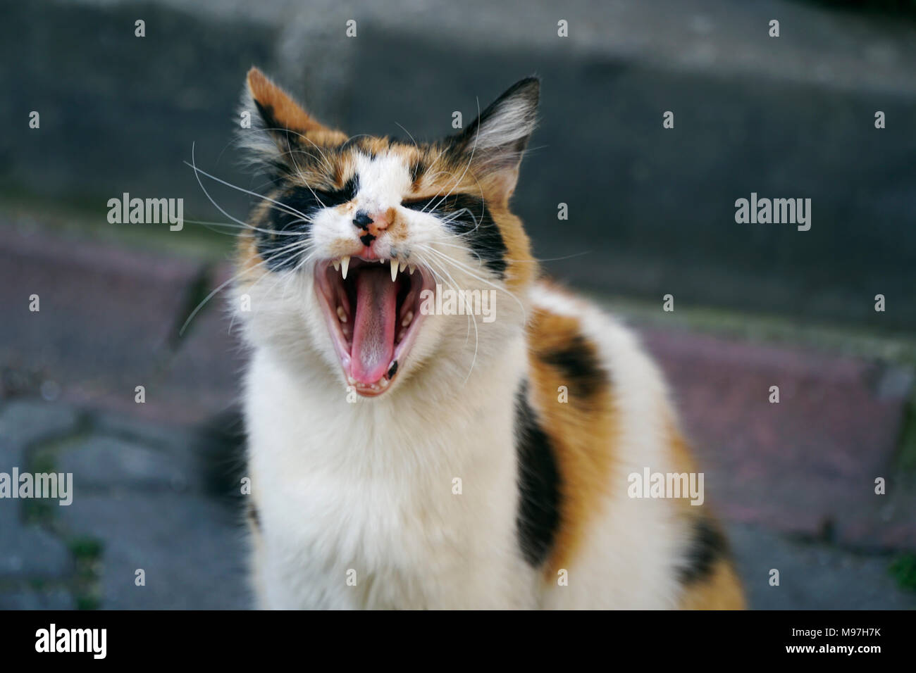Multicolored cat is yawning at street but it is looks like  laughing. Stock Photo