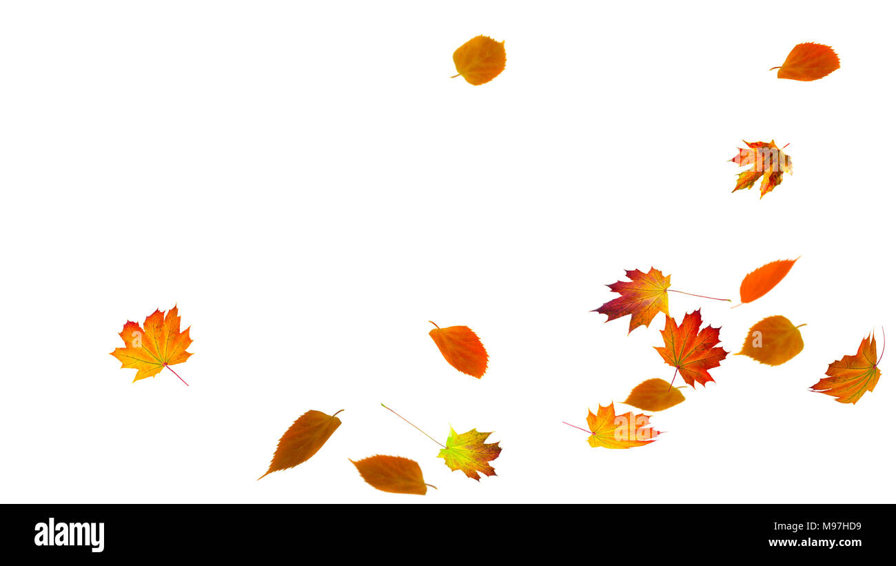 To Fall White Background falling autumn foliage on white background Stock Photo - Alamy