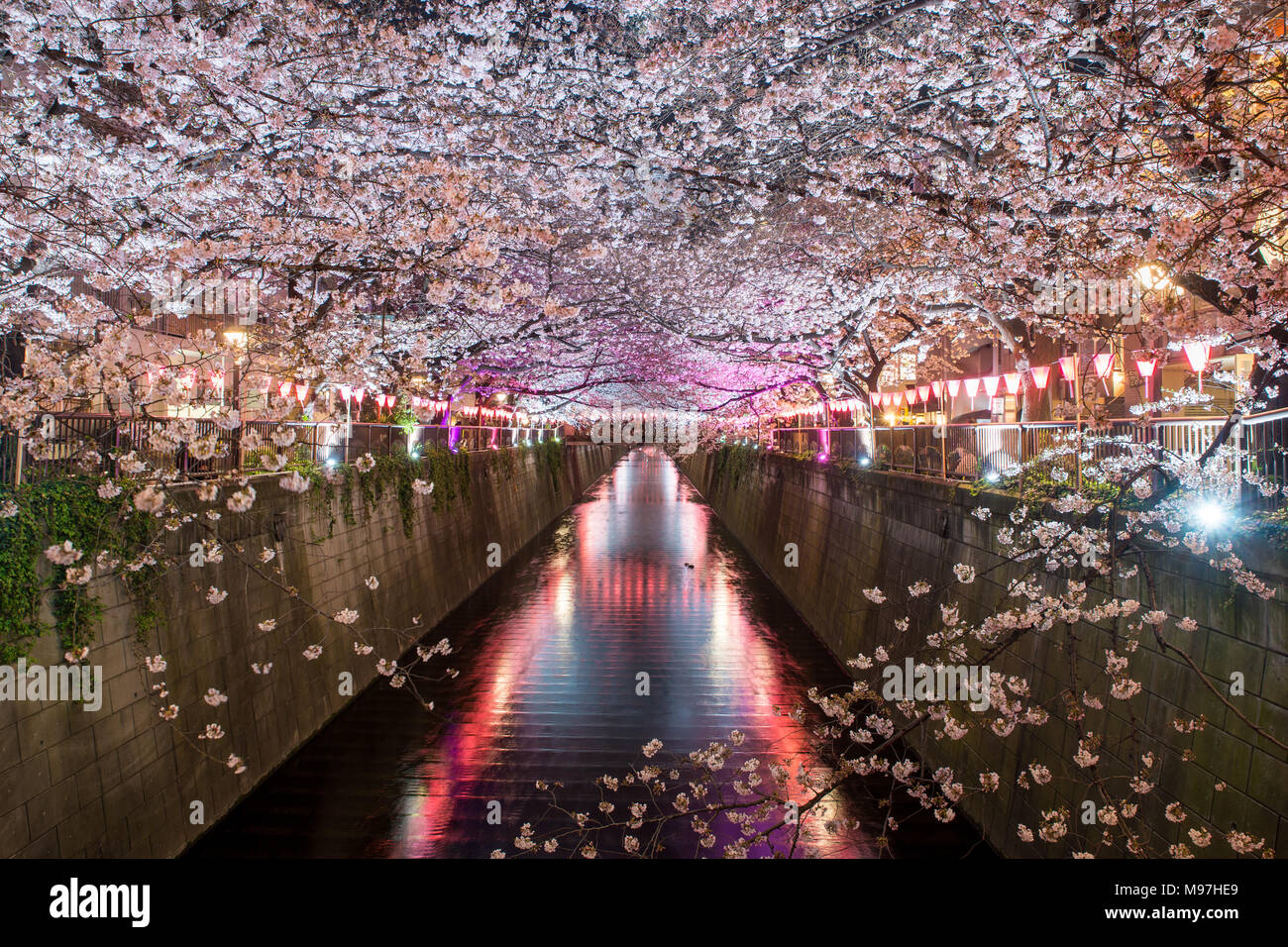 Cherry blossom lined Meguro Canal at night in Tokyo, Japan. Springtime in April in Tokyo, Japan. Stock Photo