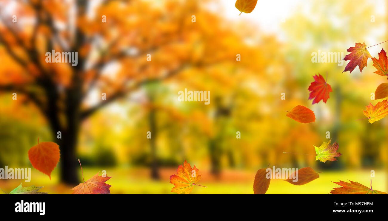 natural autumn background with fall leaves Stock Photo