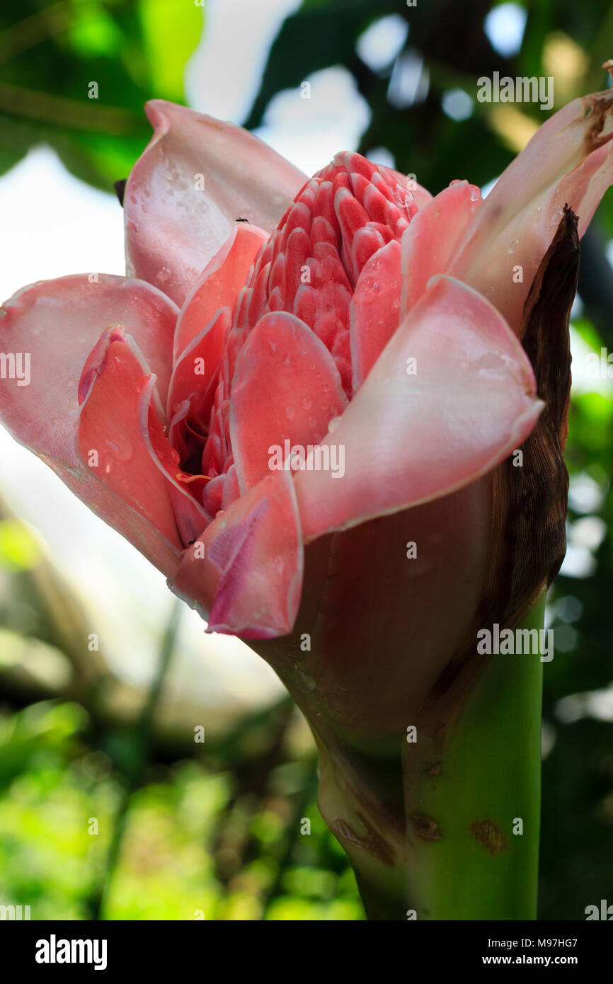 Flower head and flower buds of the tropical herbaceous perennial torch ginger, Etlingera elatior Stock Photo