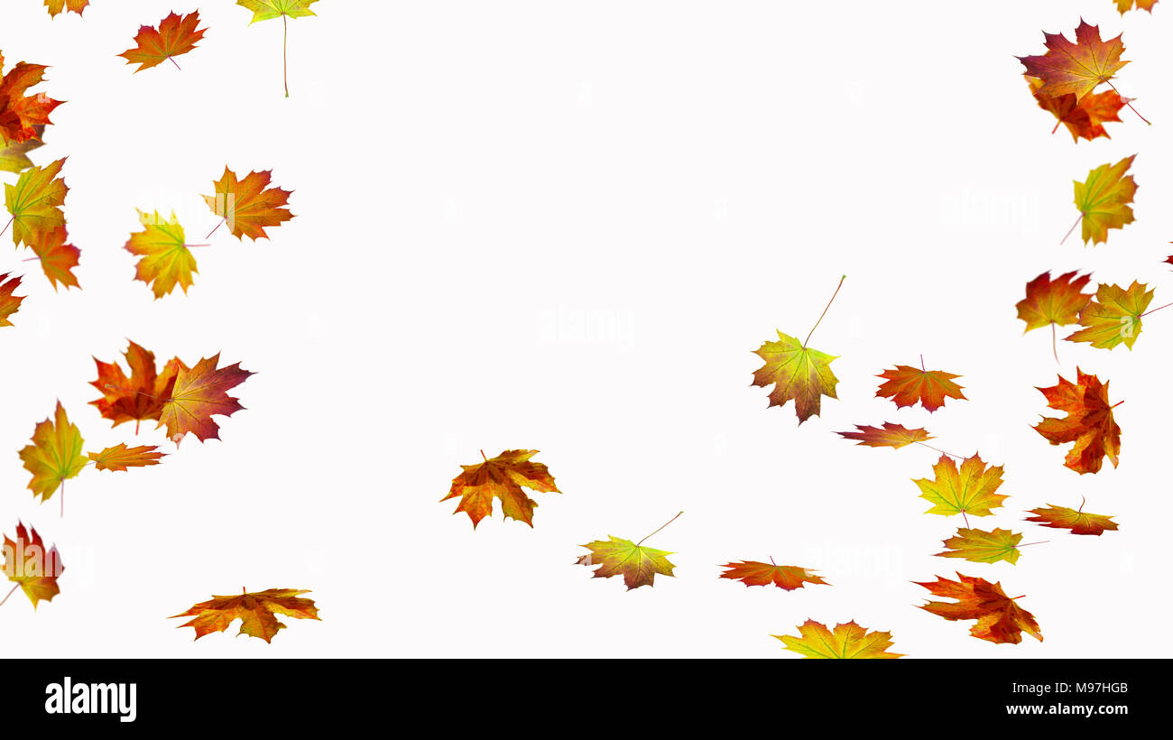 fall leaves on white background Stock Photo