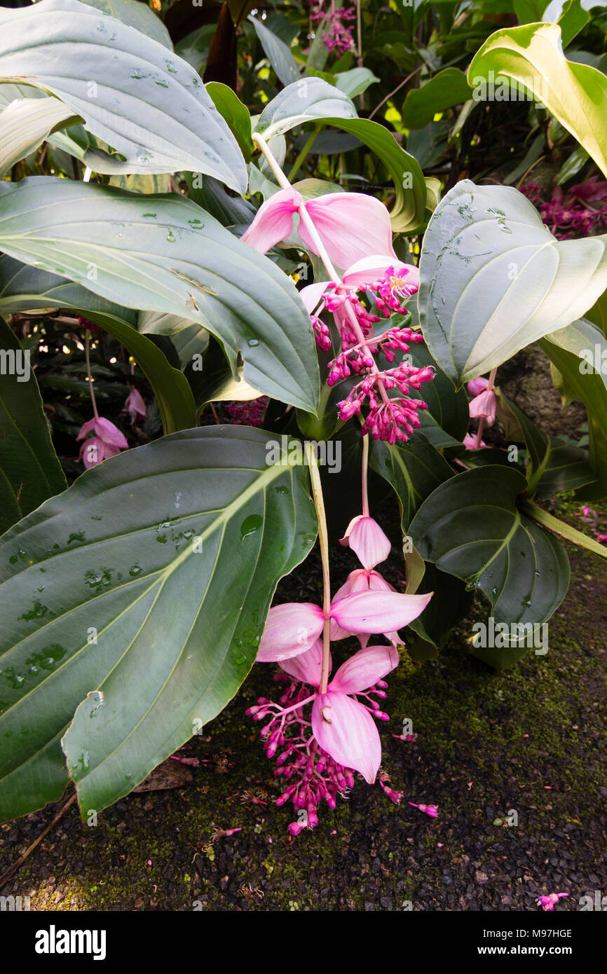 Drooping flowers in garden hires stock photography and images Alamy