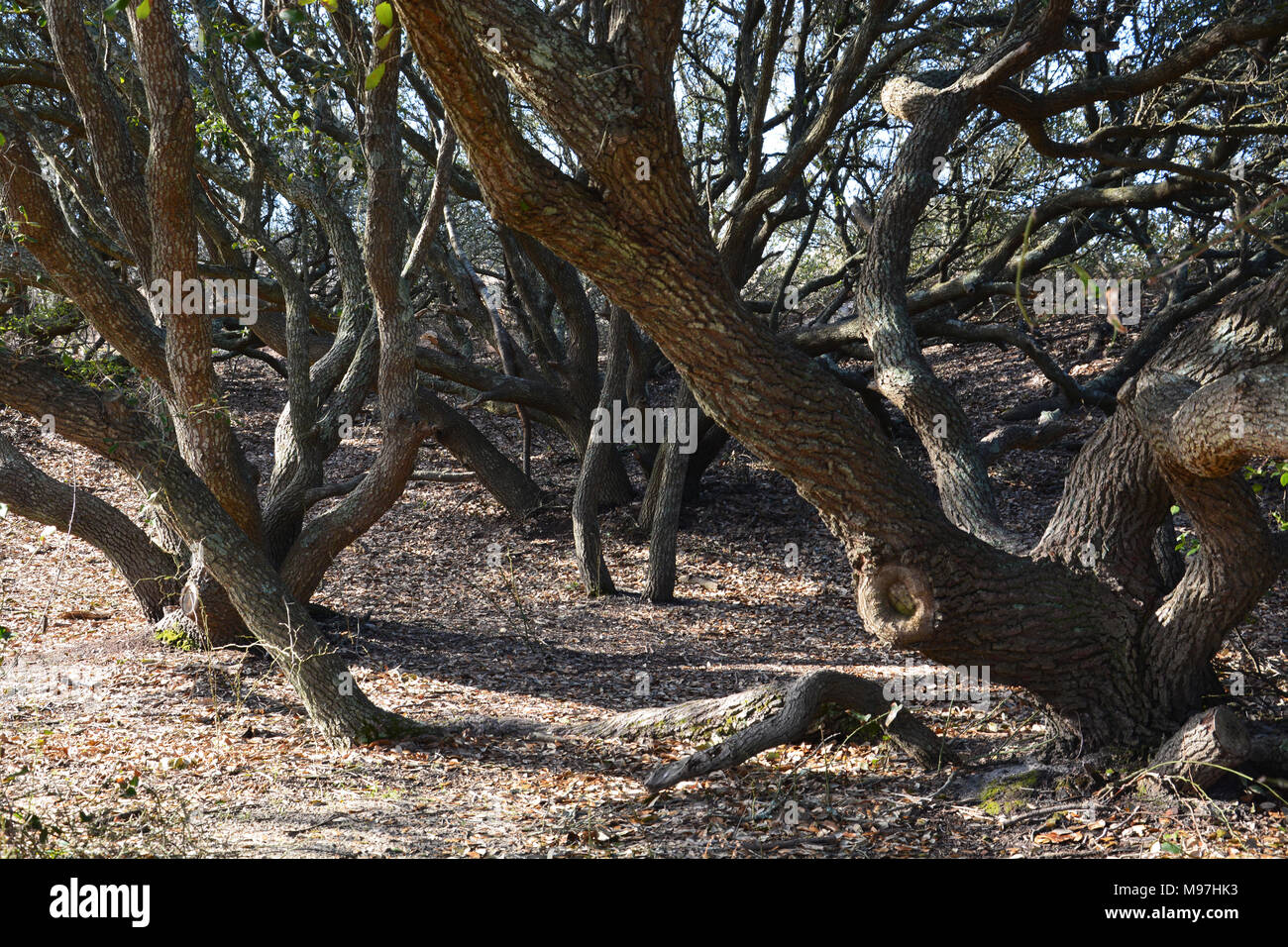 Gnarled branches of Live Oak trees at First Landing State Park in