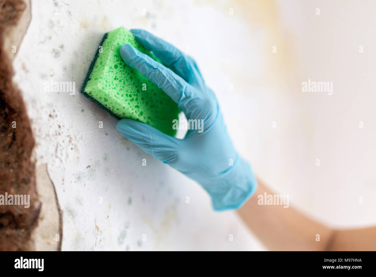 Cleaning up dangerous fungus from a wet wall after water pipe leak at home Stock Photo Alamy