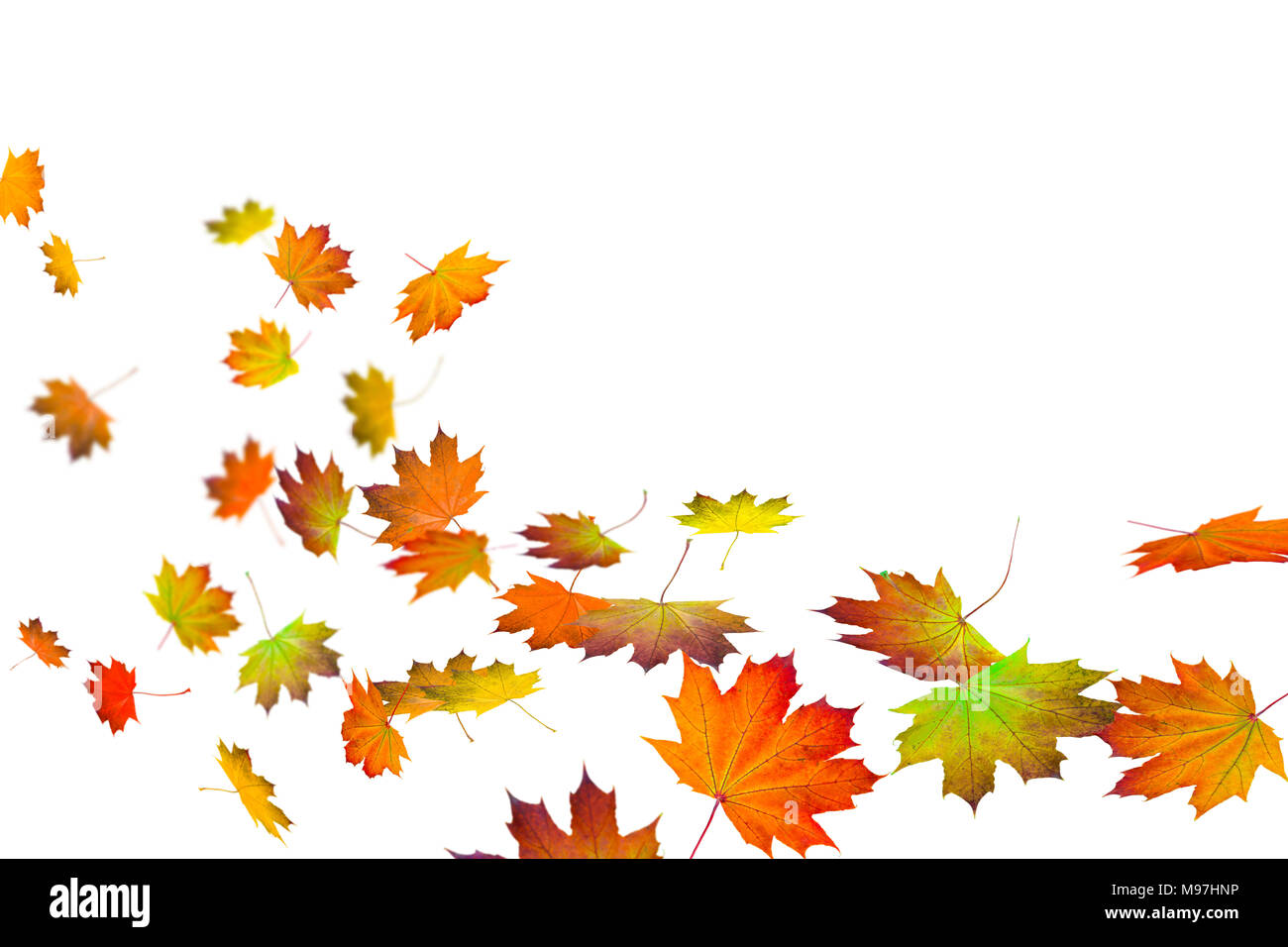 colorful fall leaves on white background Stock Photo