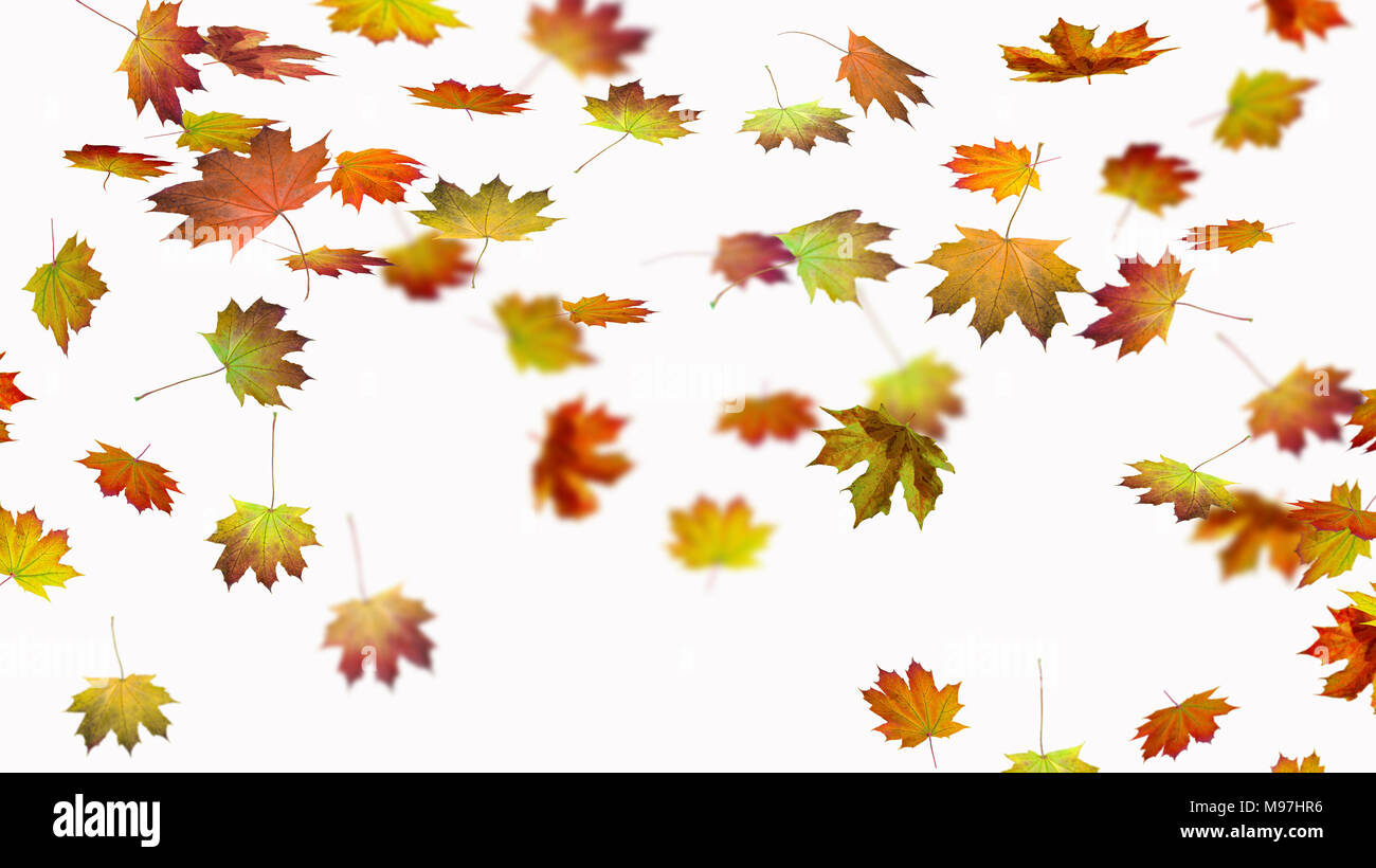 To Fall White Background leaf fall on white background Stock Photo - Alamy