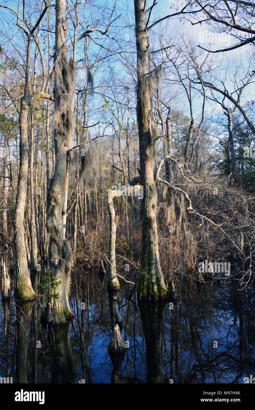 Trees in the wetland on the Bald Cypress Swamp Trail at First Landing State Park in Virginia Beach, Virginia. Stock Photo