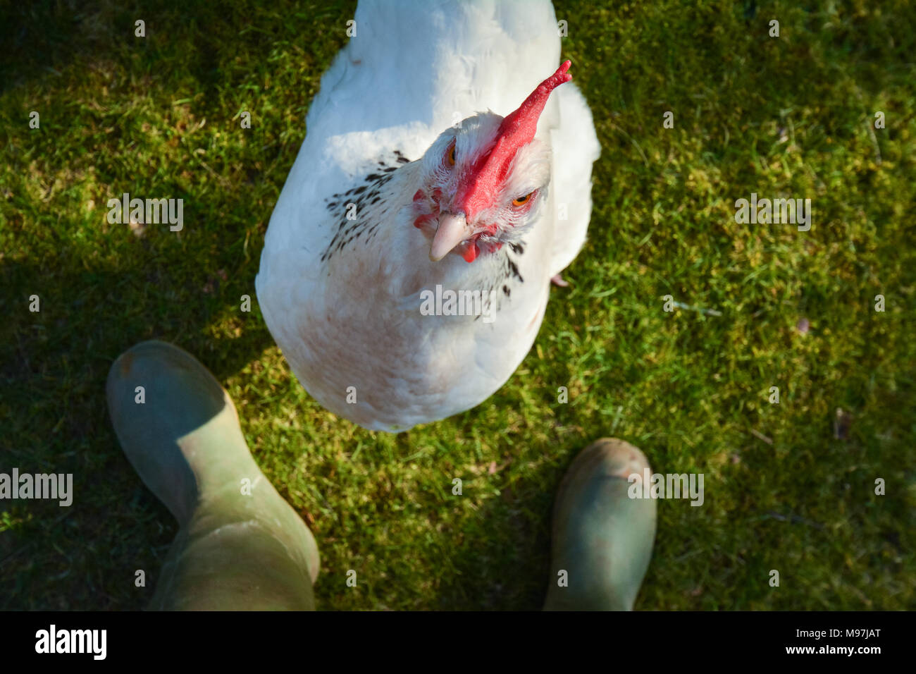 Light Sussex chicken looking up at owner Stock Photo