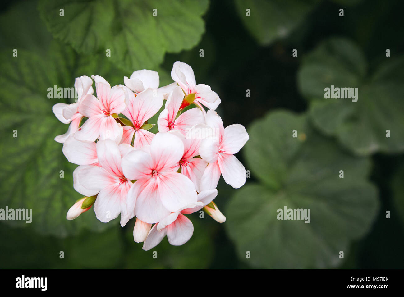 Precision white red eye ivy geranium bloom Stock Photo