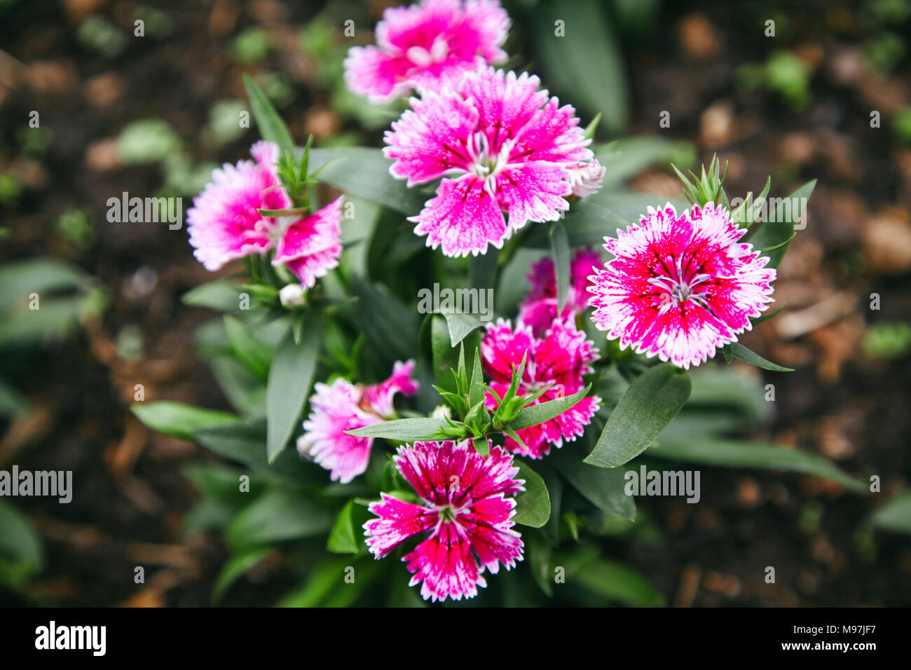 Dianthus flower aka Pinks Stock Photo