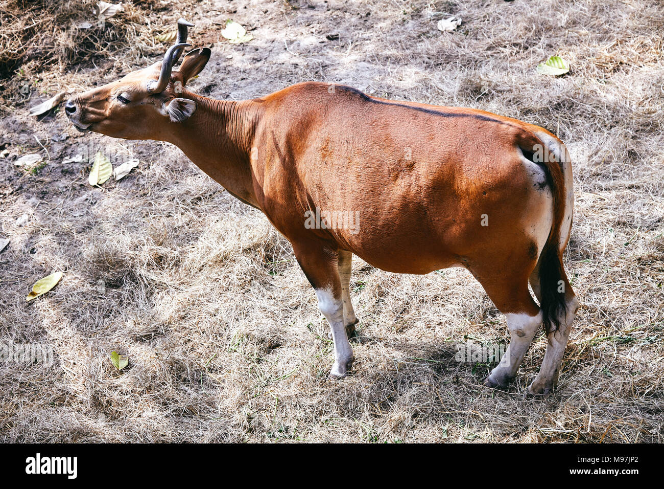 Brown common eland with spiral horns in the zoo Stock Photo Alamy